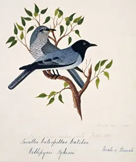 Cockburn Prints: Coracina melanoptera, black-headed cuckoo-shrike