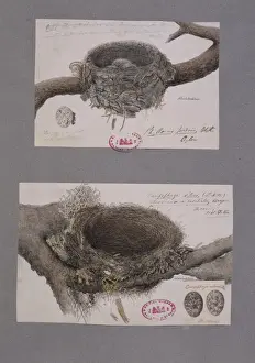 Coraciiformes Prints: Coracina melashistos, dark-collared cuckoo-shrike nests