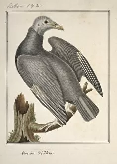 Coragyps atratus, black vulture