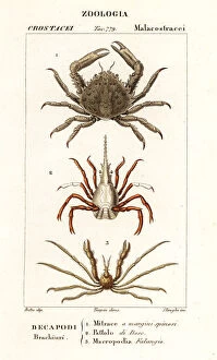 Coral clinging crab, arrow crab and Leachs spider crab