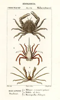 Coeur Prints: Coral clinging crab, arrow crab and Leachs spider crab