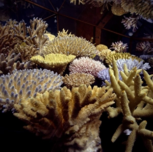 Anthozoa Gallery: Coral collection