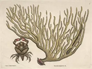 Claws Prints: Coral and a Crab