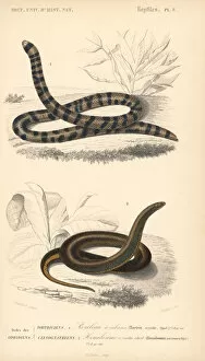 Cylinder Collection: Coral cylinder snake and common slug eater