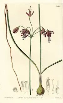 Sydenham Prints: Coral drops, Bessera elegans