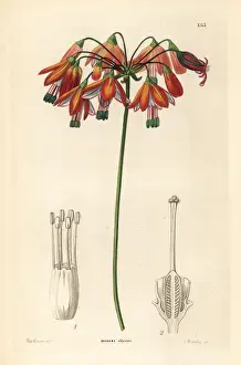 Drops Prints: Coral drops or elegant bessera, Bessera elegans