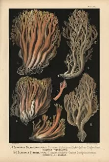Coral fungus, Clavaria dichotoma, suspect
