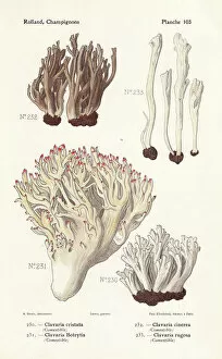 Images Dated 16th April 2019: Coral fungus varieties