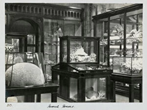 Natural History Museum Collection: Coral Gallery c. 1895