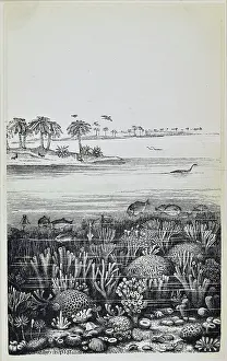 Coral Prints: The coral islands of the Jura (Jurassic)
