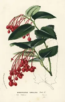 Coral plant, Berberidopsis corallina