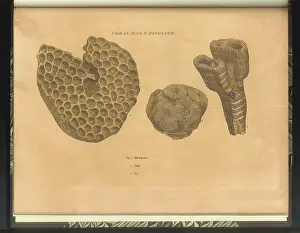 Sowerby Prints: Coral Rag fossils