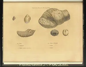 Sowerby Prints: Coral Rag fossils