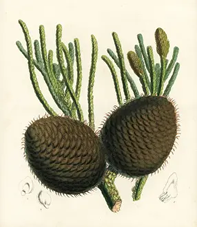 Reef Prints: Coral reef araucaria or Cook pine, Araucaria columnaris
