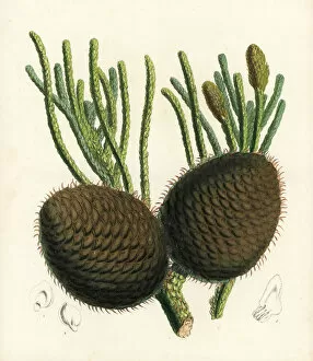 Coral reef araucaria or Cook pine, Araucaria columnaris