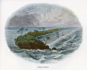 Crashing Prints: CORAL REEF / J. W. WHIMPER