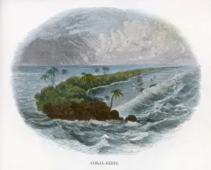 Coast Line Prints: Coral Reef / J. W. Whimper