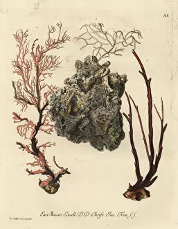 Naturae Collection: Coral sea fans or Alcyonacea species