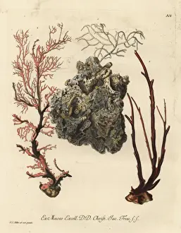 Palma Prints: Coral sea fans or Alcyonacea species
