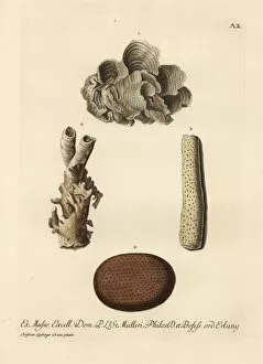 Spherical Collection: Coral species