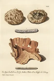 Coral species