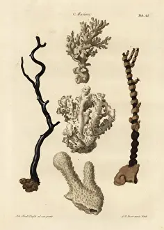Coral species