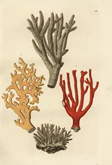Coral species
