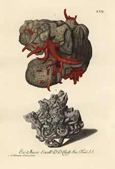 Coral species