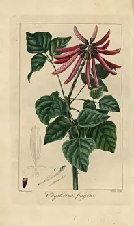 Botanicalillustration Prints: Coral tree, Erythrina americana, native to