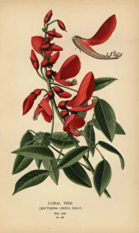 Horticulture Prints: Coral tree, Erythrina crista-galli