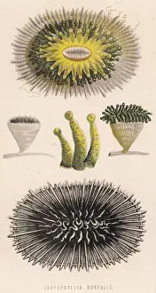 Borealis Prints: Coral / Various / 1870