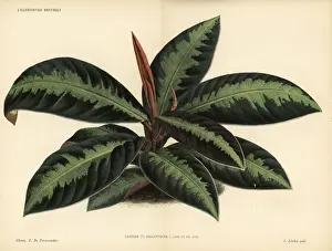 Coralberry or marlberry, Ardisia malouiana