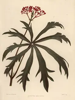 Ayurveda Prints: Coralbush, Jatropha multifida