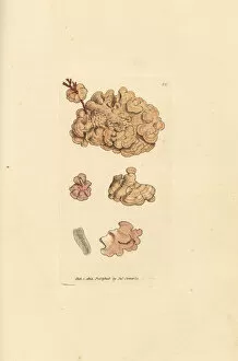 Subjects Gallery: Coralline species, Corallina auriculariaeformis
