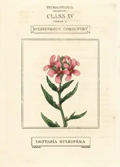 Coralroot, Cardamine bulbifera