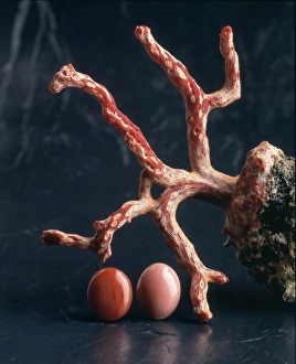 Polyp Gallery: Corals
