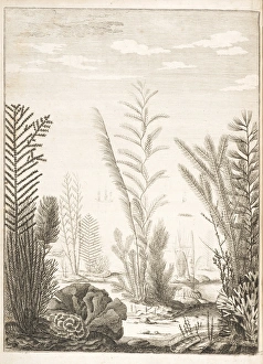 Images Dated 2014 June: 23 Jun 2014 Collection