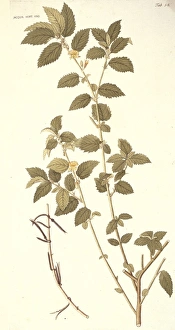 Malvales Collection: Corchorus hirtus, jute