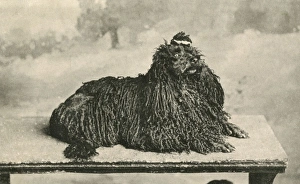 Images Dated 13th June 2011: Corded Poodle (Postcard)
