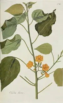 Cordia laevis