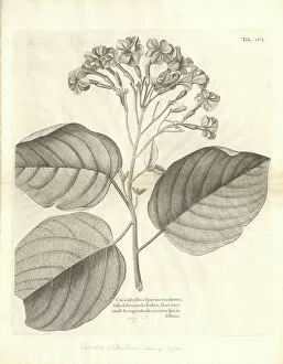 Jamaica Collection: Cordia sebestena, geiger tree