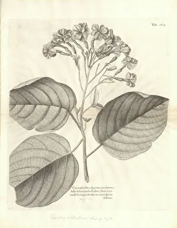 Asterid Gallery: Cordia sebestena, geiger tree