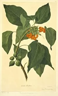 Endeavour Collection: Cordia subcordata, kou tree