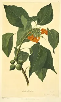 Cordia subcordata, kou tree