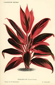 Cultivar Prints: Cordyline cultivar, Madame Lucien Linden