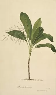 Asparagales Gallery: Cordyline fruticosa, ti plant