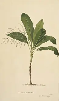 Endeavour Prints: Cordyline fruticosa, ti plant