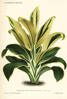 Cordyline hybrid Don Pedro Pastor