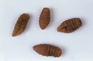 Larvae Collection: Cordylobia anthropophaga, tumbu fly larvae