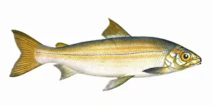 Whitefish Prints: Coregonus clupeoides, or Powan